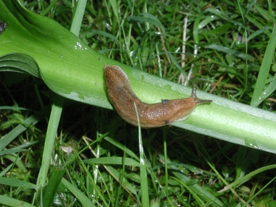 Slug