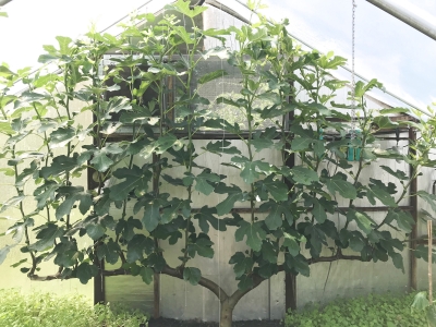 Fig espalier