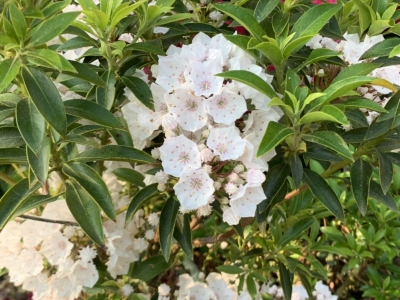 White mountain laurel