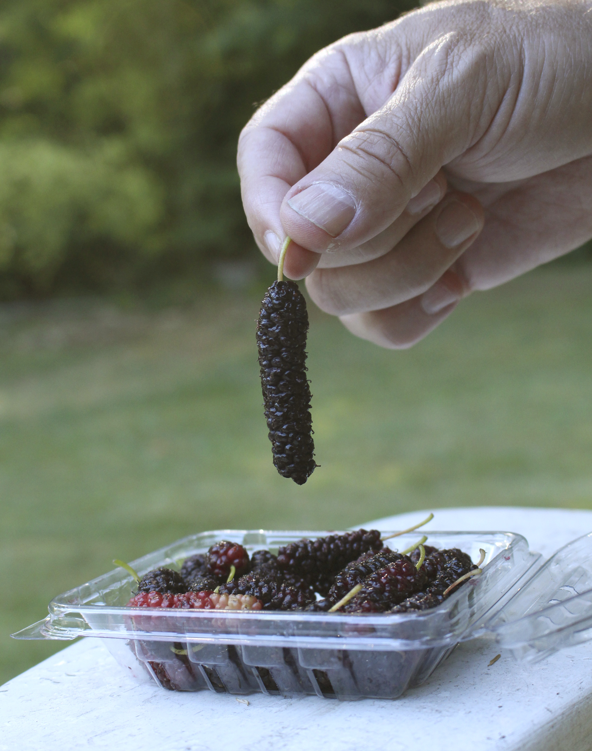 Pakistani mulberry