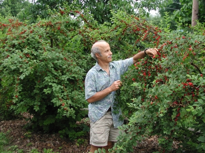 Picking Nanking cherries