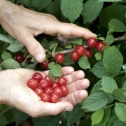 Fruit in hand and on stem