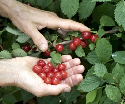 Fruit in hand and on stem