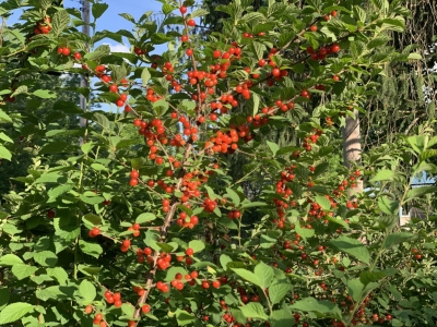 Fruiting stems