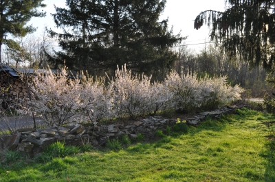 Nanking cherry hedge in bloom