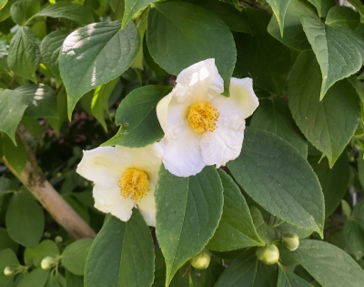 Stewartia blossom