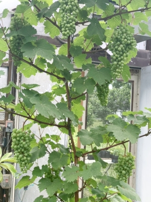 Greenhouse grape