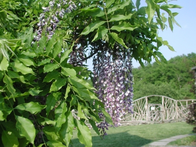 Wisteria flowers