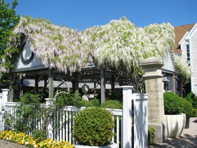 White wisteria on house