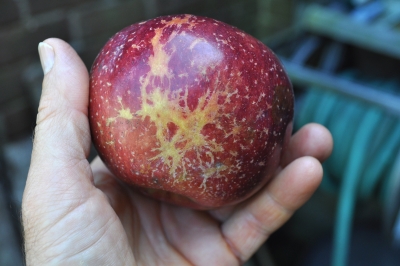 Powdery mildew on apple fruit