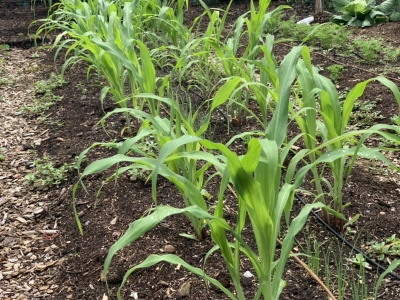 "Hills" of sweet corn