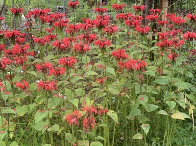 Red bee balm