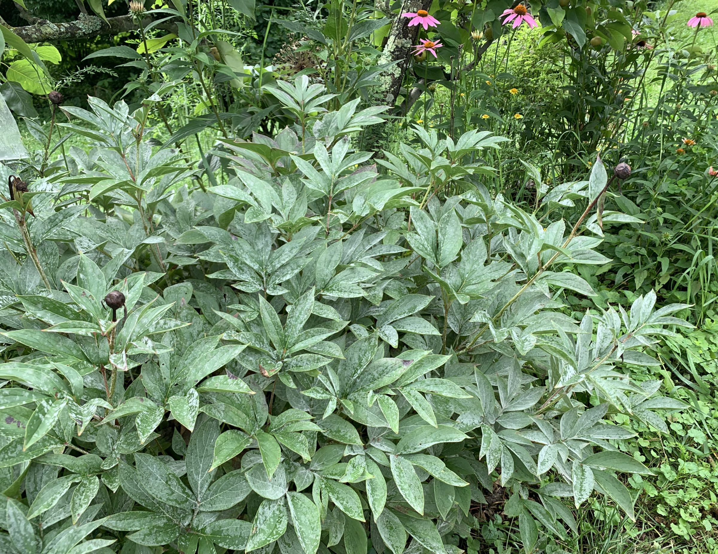 Peony with powdery mildew