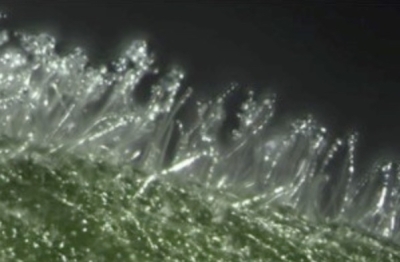 Magnified powdery mildew on leaf