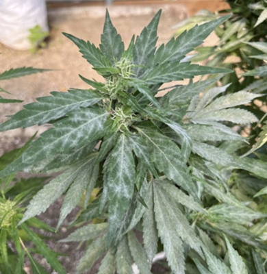 Powdery mildew on cannabis