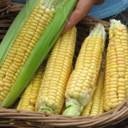 Golden Bantam corn