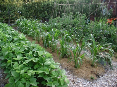 Mulched hills of corn