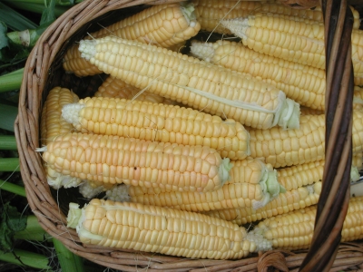 Golden Bantam corn