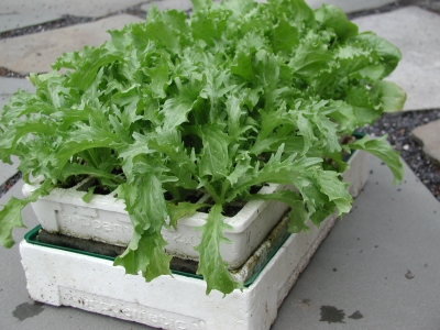 Endive seedlings ready for planting out