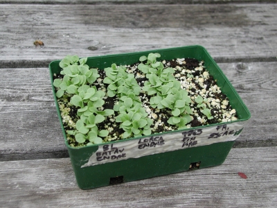 Sprouting endive seedlings