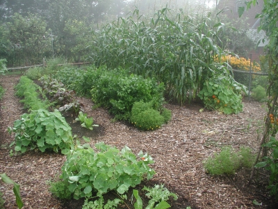 Vegetable garden, early August