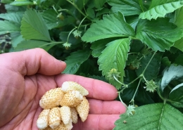 White alpine strawberries