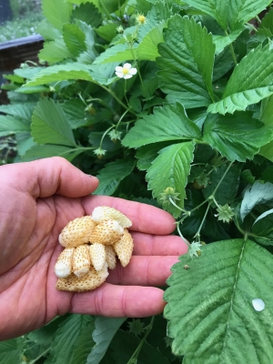 White alpine strawberries