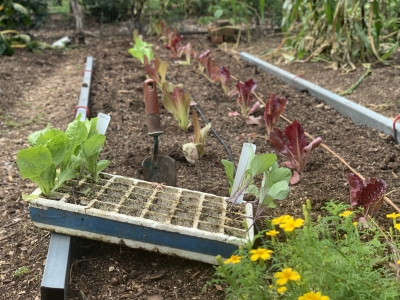 Lettuce transplants in radishh row