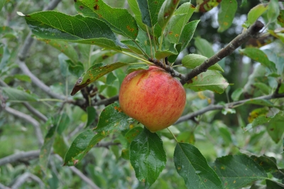 Ripe Ellison's Orange apple