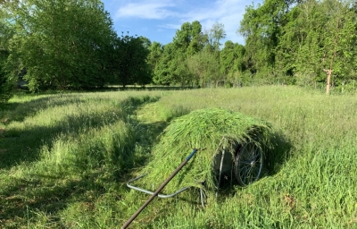 Cartful of mown hay