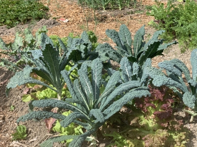 KALE