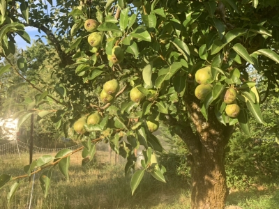 Pears on tree