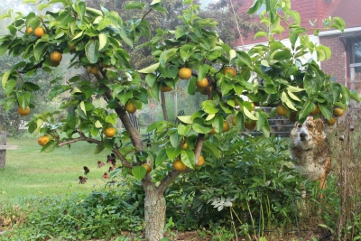 Chojuro Asian pears ready to pick