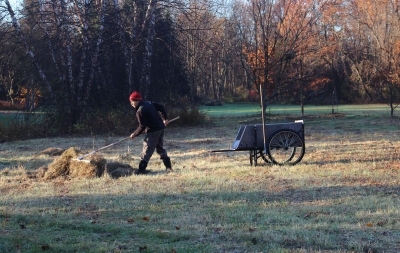 Raking hay in fall