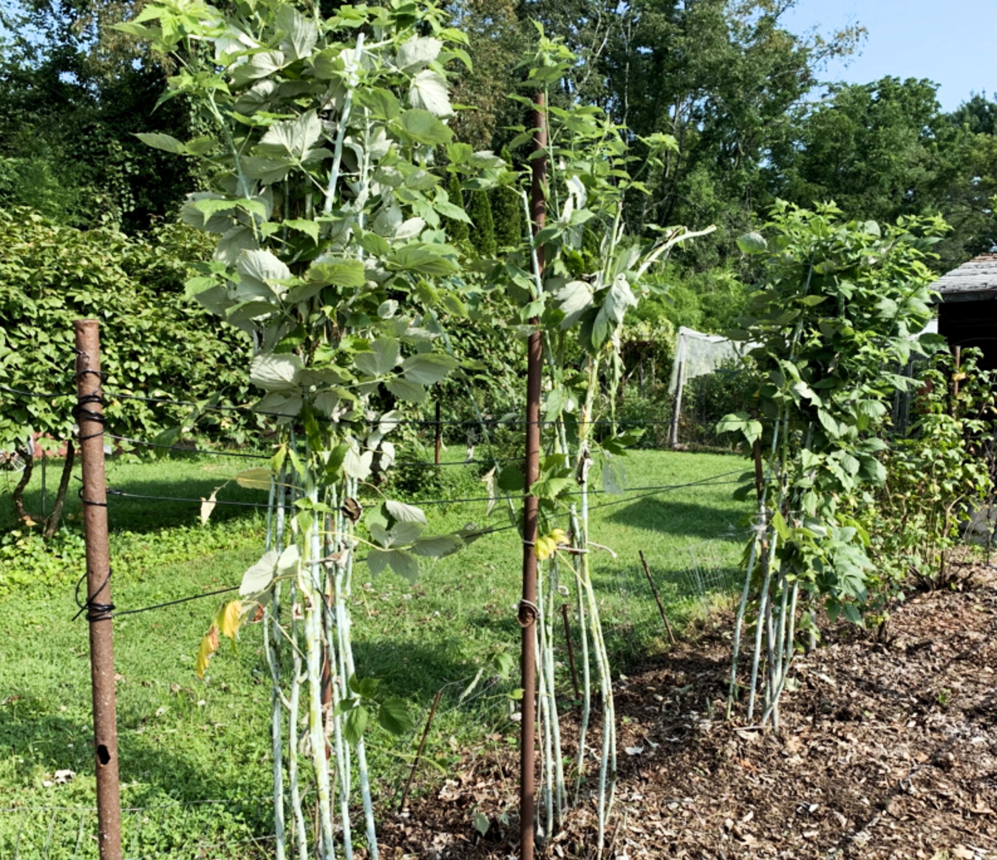 Black Raspberry Brambles TWO BLACK BRAMBLES – Lee Reich