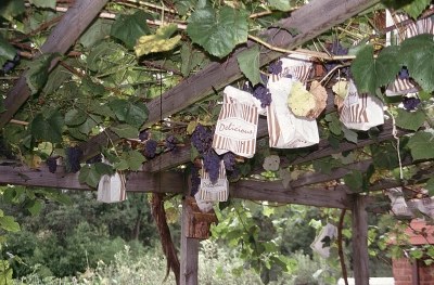 Bagged grapes