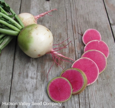 Watermelon radish