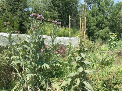 Weedy flower garden