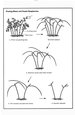 Pruning diagram