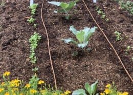 Cabbage, lettuce, & arugula early September