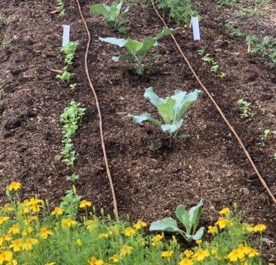 Cabbage, lettuce, & arugula early September