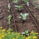 Cabbage, lettuce, & arugula early September