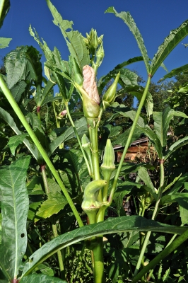 Okra in sunlight