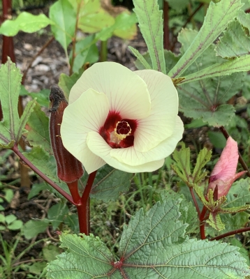 Okra flower