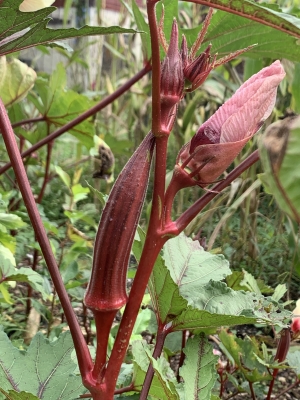 Red okra