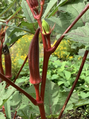 Interesting, red okra with green pod developing