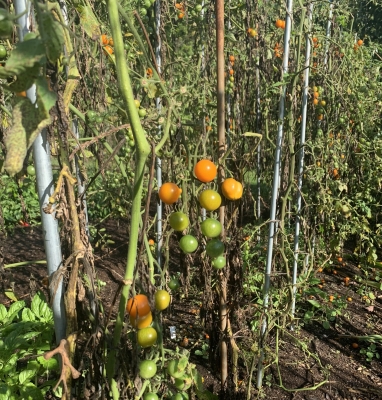 Blighted tomatoes