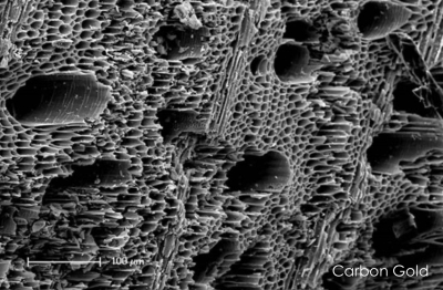 Biochar, microscopic view