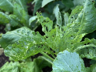 Cabbage worm damage