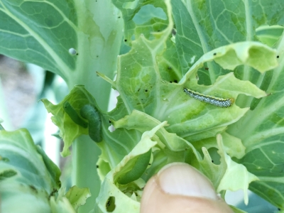 Cabbageworm & cross-striped cabbageworm